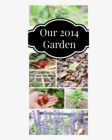 Our 2014 Garden - Challenges, HD Png Download, Transparent PNG
