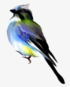 Hand Painted Black Blue Watercolor Bird Png Transparent - Красивые Птички Клипарты, Png Download, Transparent PNG