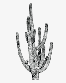 Salsa S Cactus-06 - Cactus Png Black And White, Transparent Png, Transparent PNG
