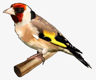 Goldfinch Png, Transparent Png, Transparent PNG