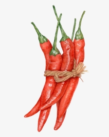 Capsicum Annuum Watercolor Painting Chili Pepper Drawing - Red Pepper Illustration, HD Png Download, Transparent PNG