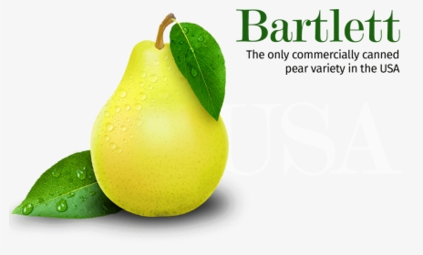 Graphic Panel - Pear, HD Png Download, Transparent PNG