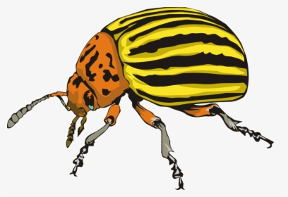 Colorado Potato Beetle Drawing, HD Png Download, Transparent PNG
