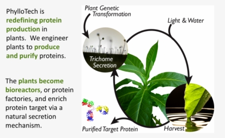 Transparent Tobacco Plant Png - Protein Production In Plants, Png Download, Transparent PNG