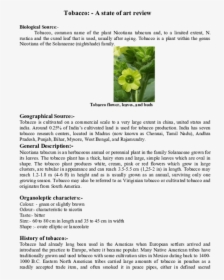 Tobacco Flower, HD Png Download, Transparent PNG