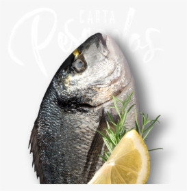 Transparent Pescado Png - Oily Fish, Png Download, Transparent PNG