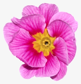 Flores De Color Rosa Roja Png Transparente - Primrose, Png Download, Transparent PNG