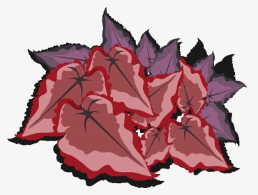 Clip Art Maple Leaf Begonia - Drawing, HD Png Download, Transparent PNG