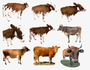 Cow Png - Cattle, Transparent Png, Transparent PNG