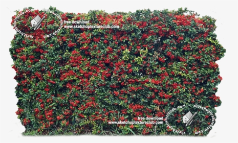 18708 Cut-out Autumnal Hedge Texture - Rosa Wichuraiana, HD Png Download, Transparent PNG