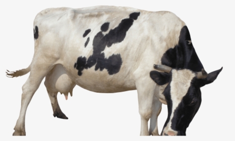 Mobile Cow Milking Machine, HD Png Download, Transparent PNG