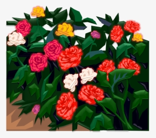 Begonia , Png Download - Garden Roses, Transparent Png, Transparent PNG