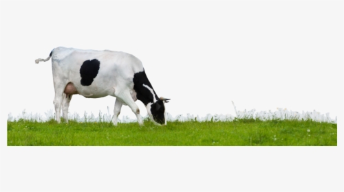 Cow Png - Indian Cow Grazing Png, Transparent Png, Transparent PNG