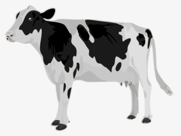Real Cow White Background, HD Png Download, Transparent PNG