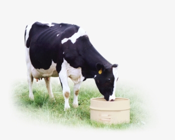Feeding Directions - Dairy Cow - Dairy Cow, HD Png Download, Transparent PNG