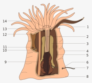Sea Anemone Anatomy, HD Png Download, Transparent PNG
