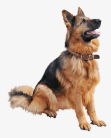 Cutest Dog Sitting Png Image, Transparent Png, Transparent PNG