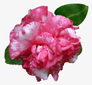 Flower Camellia Pink Free Photo - Carnation, HD Png Download, Transparent PNG