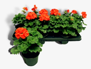 5cm Productfoto Rood Shadow - Begonia, HD Png Download, Transparent PNG