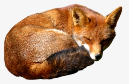 Fox Png - Red Fox, Transparent Png, Transparent PNG