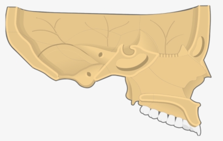 Nasal, Vomer, And Inferior Turbinate Bones Sagittal - Nasal Concha, HD Png Download, Transparent PNG