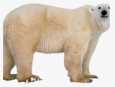 Polar Bear Png Transparent Images - Polar Bear White Background, Png Download, Transparent PNG