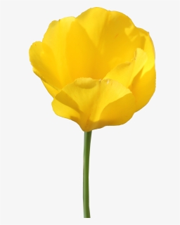 Yellow Tulip - Yellow Tulips Transparent Background, HD Png Download, Transparent PNG