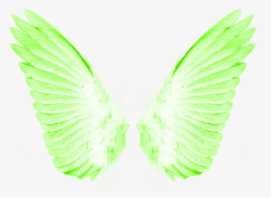 Transparent Background Angel Wings Png Transparent, Png Download, Transparent PNG