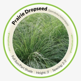 Praire Dropseed - Hierochloe, HD Png Download, Transparent PNG