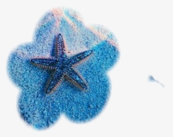 #estrella De Mar - Starfish, HD Png Download, Transparent PNG