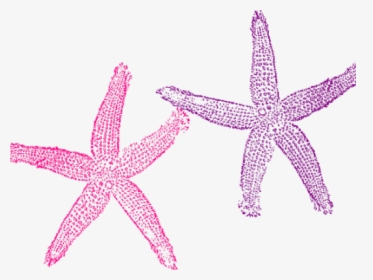 Sea Clipart Starfish - Transparent Background Mermaid Png Clipart, Png Download, Transparent PNG