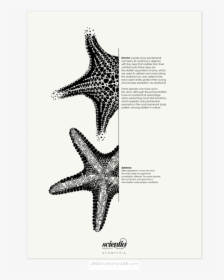 Estrella De Mar Ilustracion Cientifica, HD Png Download, Transparent PNG