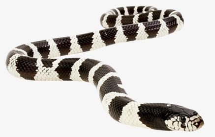 Snakes, HD Png Download, Transparent PNG