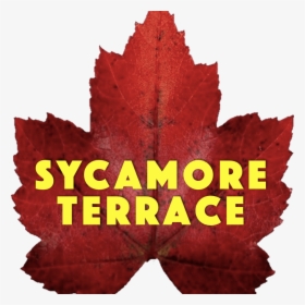 Sycamore Terrace - Theatre Royal, HD Png Download, Transparent PNG