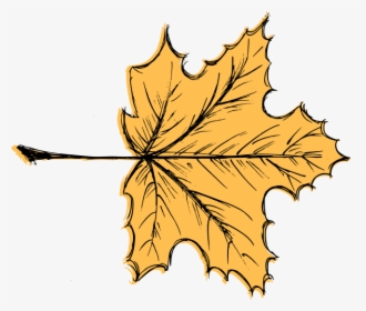 Leaf Drawing Vector 3, HD Png Download, Transparent PNG