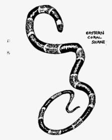 Transparent Boa Constrictor Png - Eastern Coral Snake Drawing, Png Download, Transparent PNG