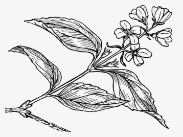 Syringa Black And White, HD Png Download, Transparent PNG