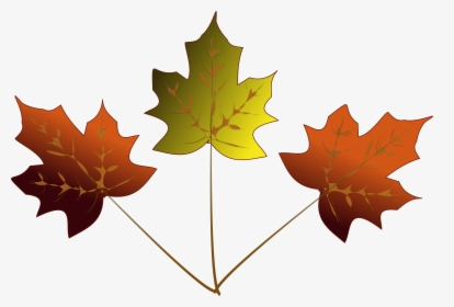Maple Leaf Drawing - 3 Maple Leafs Drawing, HD Png Download, Transparent PNG