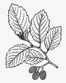 Red Alder Leaf Drawing , Transparent Cartoons - Red Alder Leaf Drawing, HD Png Download, Transparent PNG