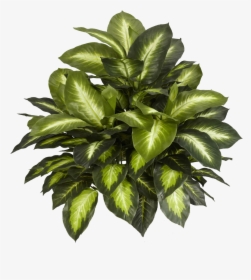Leaf Green Png Decorative Tree - Artificial Plants, Transparent Png, Transparent PNG