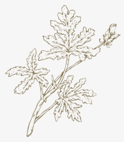 Oak Leaved Geranium Drawing, HD Png Download, Transparent PNG