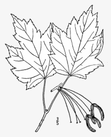 Acer Rubrum Rubrum Drawing - Plantae Drawing, HD Png Download, Transparent PNG