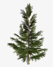 Spruce Christmas Tree Conifers Nordmann Fir - Pino De Conifera Png, Transparent Png, Transparent PNG
