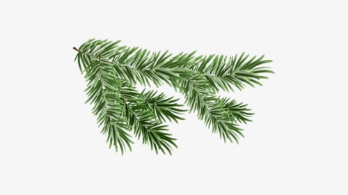 Pine Branch Png Free Download - Pine Tree Branch Png, Transparent Png, Transparent PNG