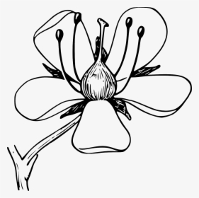 Black And White Clip Art Flower Diagram, HD Png Download, Transparent PNG