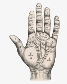 Palm - Palm Reading Map Of Hand, HD Png Download, Transparent PNG