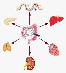 Gut Microbiome Organ Effect, HD Png Download, Transparent PNG