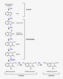 Benzoxazinoid Biosynthesis In Maize - Benzoxazinoid Biosynthesis Pathway, HD Png Download, Transparent PNG