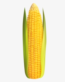 Corn Clip Art High Resolution - Corn On The Cob Transparent, HD Png Download, Transparent PNG