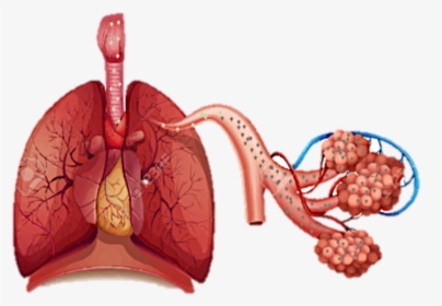 Disease Of Organ System , Png Download, Transparent Png, Transparent PNG